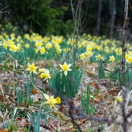 فندق Lindenhof 3*